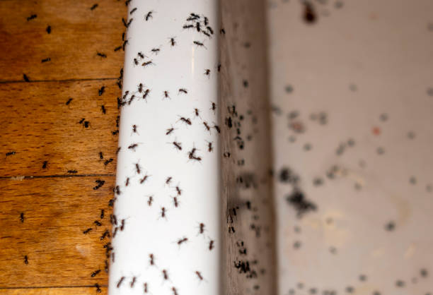 Best Rat Extermination Near Me  in Stockbridge, MI